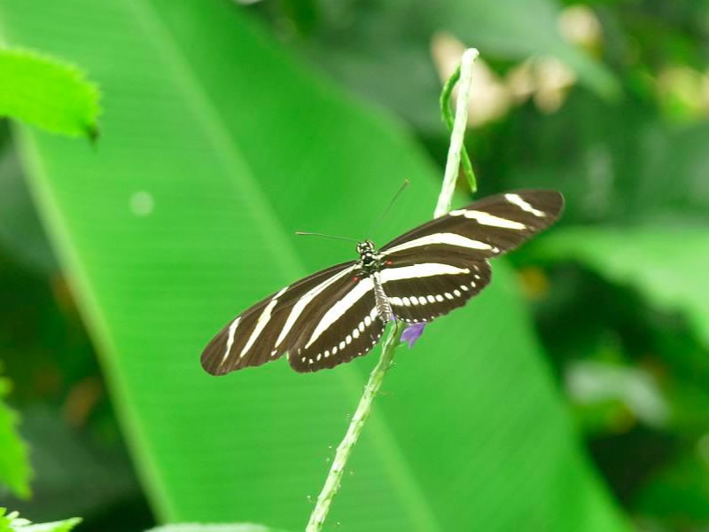 The Butterfly and Orchid Garden